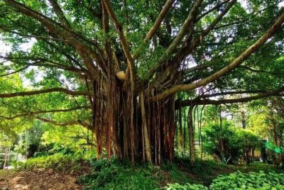 ​老人说“家富不富”，看门前树！门口有这7种树“非富即贵”！