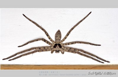 ​白额高脚蛛，室内蟑螂的克星，如果你不喜欢它就将它请出别伤害它