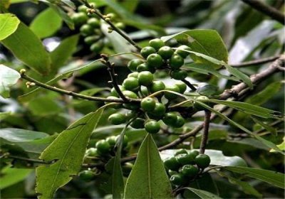 ​这种野果和花椒很像，老农称它“山苍子”不止是好药，还是好菜