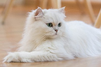 ​长毛种猫有哪些品种？