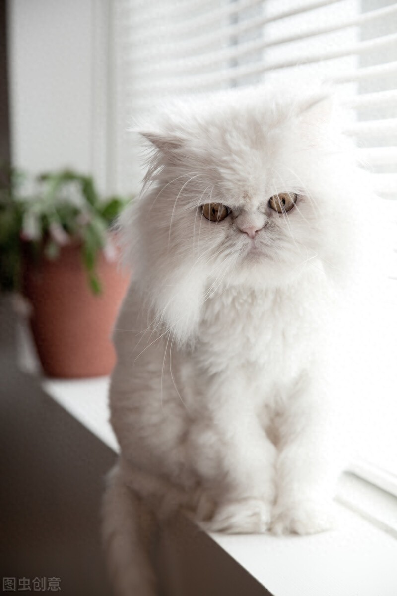 长毛种猫有哪些品种？