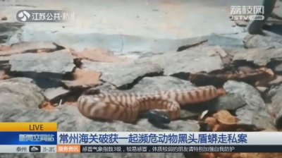​常州海关破获濒危动物黑头盾蟒走私案 嫌疑人报关时伪称营养品