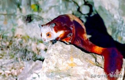 ​稀奇！竹山乡间发现会飞的“老鼠”，你见过吗?