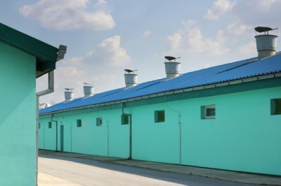 ​想养猪，猪圈怎么建才好？