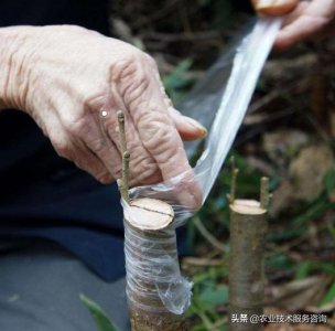 ​果树嫁接之芽接技术专业详解