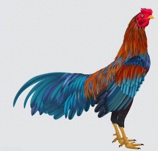​你家有没有？金鸡独立，财运亨通：哪个月出生的鸡最能吸引财富？