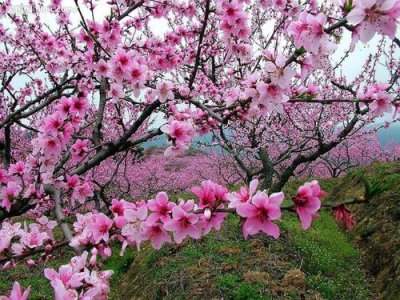 ​朋友圈晒桃花的说说 桃花唯美句子简短