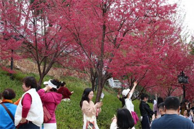 ​武汉樱花会被“冻”住吗？专家：短时降温能保鲜