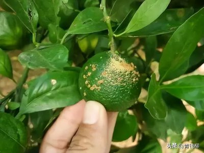 ​柑橘疮痂病症状病原及发病规律