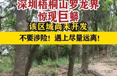 ​深圳梧桐山惊现大蟒蛇拦路，游客差点踩到，只因蛇吃得太饱爬太慢