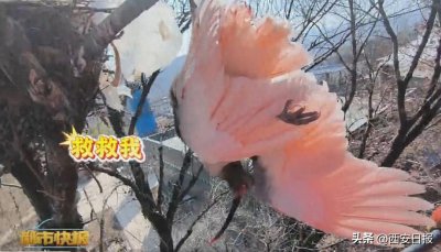 ​疑被风筝线割破腿！“国宝”倒挂枝头......