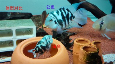 ​迷你鹦鹉鱼公母区分的参考方式和繁殖小知识