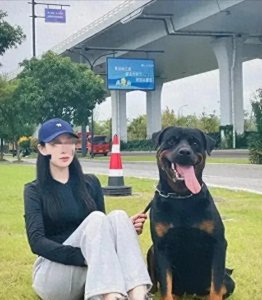 ​烈犬女主人害怕了，表示愿意给女童赔偿，网友之前一直推卸责任