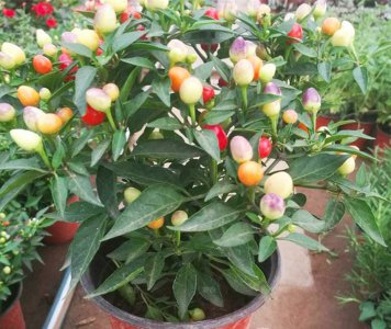 ​三种值得种植的农作物，年年有人在种，关键是能赚钱