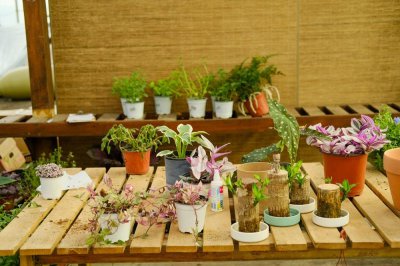 ​盆里加点它，花像吃了激素，蹭蹭狂长爆盆！