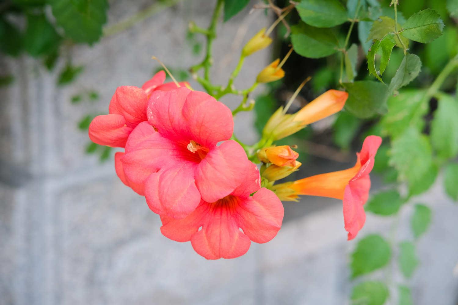 凌霄花 凌霄花