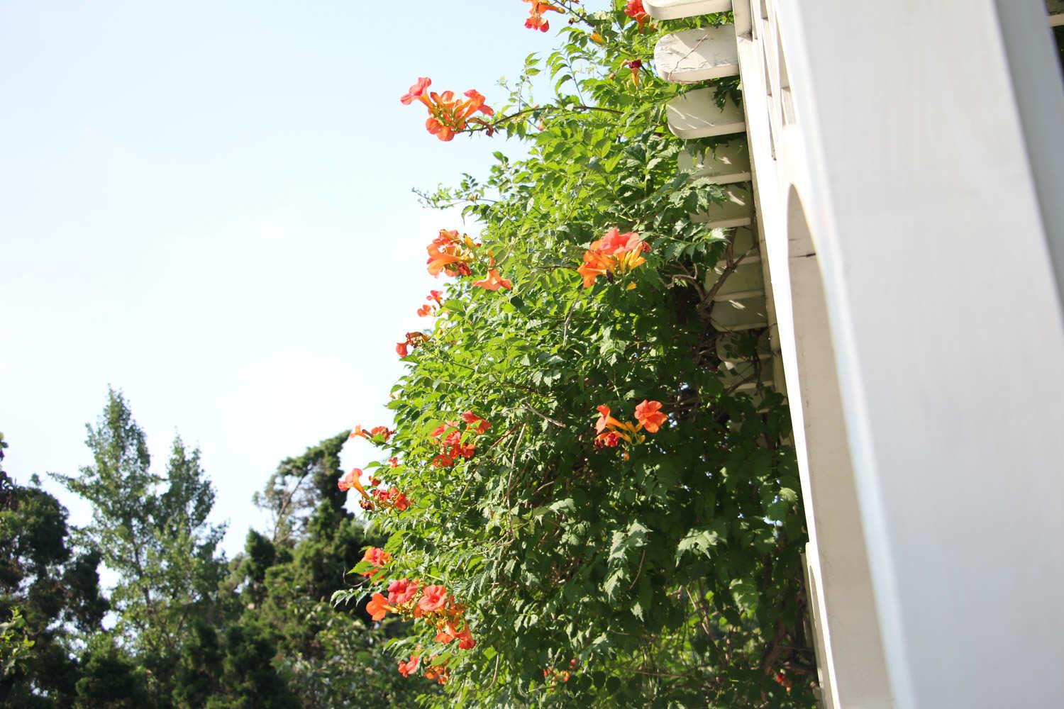 凌霄花 凌霄花
