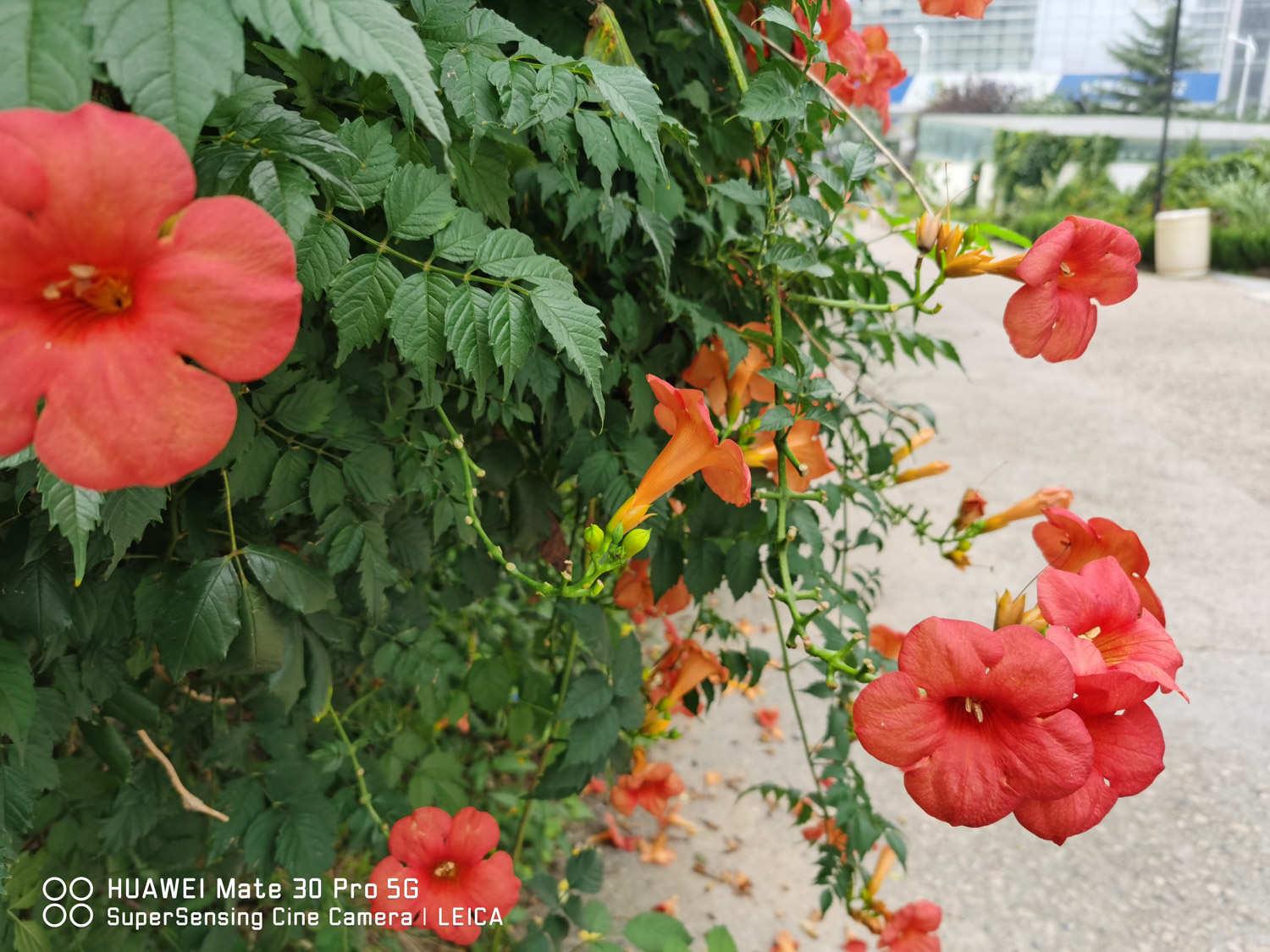 凌霄花 凌霄花
