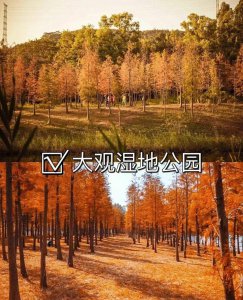 ​广州绝美赏秋地合集