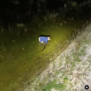 ​缅甸蟒在美国泛滥，数万条大蛇难逢对手，全职猎人也知难而退