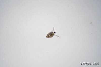 ​白醋祛除家里小飞虫的妙招，告别烦恼，让小飞虫无处藏身！