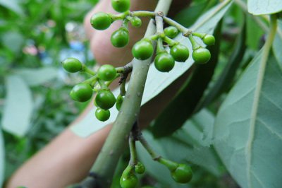 ​农村的这几个种植项目赚钱快，轻松亩收1-3万