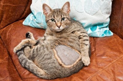 ​母猫绝育，为什么一定要做？这些真相让你不得不重视！