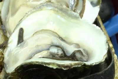 ​平！靓！正！今年生蚝的价格物美价廉
