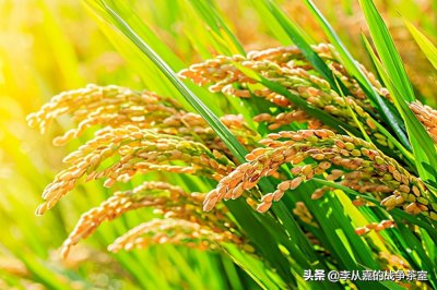 ​为何说袁隆平是国士无双 他增产的粮食一年就等于再造汉唐你信吗