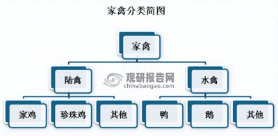​我国家禽养殖行业现状及前景 存出栏量增速连降 低迷行情或迎来转机