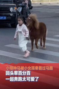 ​小女孩牵着小矮种马过马路