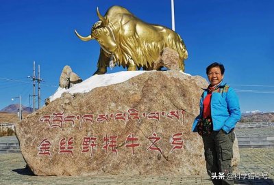​又一神兽现身西藏，全球不足300头，“黄金神兽”比大熊猫还稀有