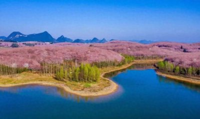​贵州平坝樱花观赏指南（2022），附最佳观赏时间及赏樱路线