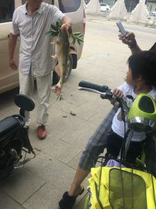 ​江团成保护鱼种后，价格暴涨十倍，消费者多是“成功男性”