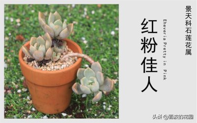 ​红粉佳人一种粉红系多肉植物，颜值高好养很皮实，出状态蛮好看的