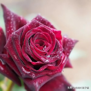 ​黑巴克月季花优缺点及特点简介