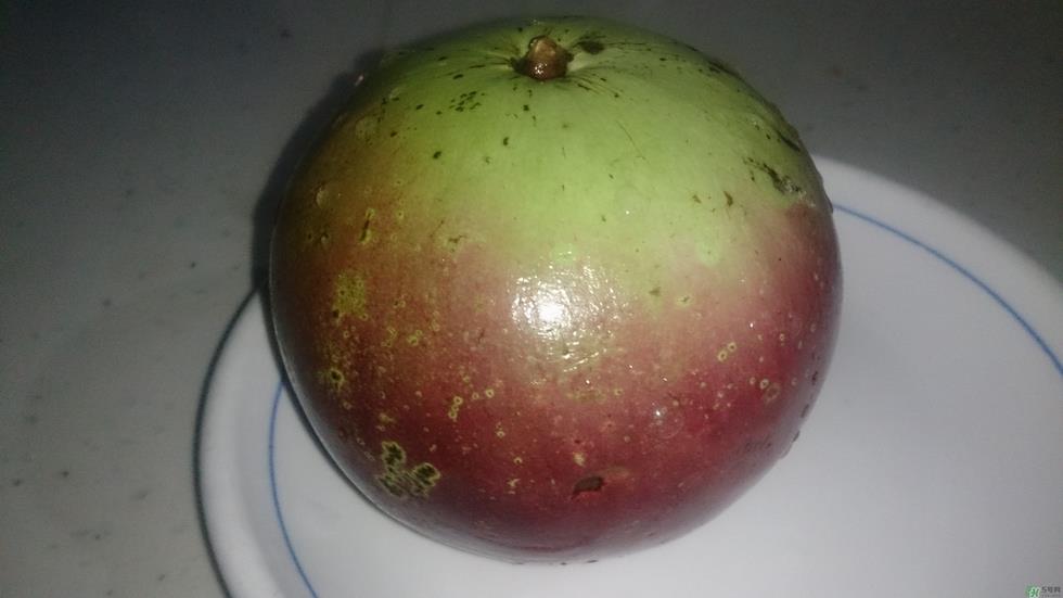 牛奶果怎么吃?牛奶果的功效与作用 牛奶果怎么吃?牛奶果的功效与作用