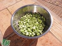 蚕豆可以冷冻吗?冷冻蚕豆怎么做好吃 蚕豆可以冷冻吗?冷冻蚕豆怎么做好吃
