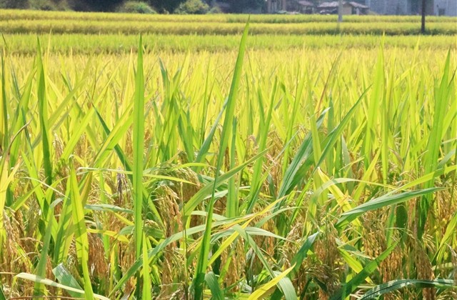最火成熟稳重微信网名 最火成熟稳重微信网名