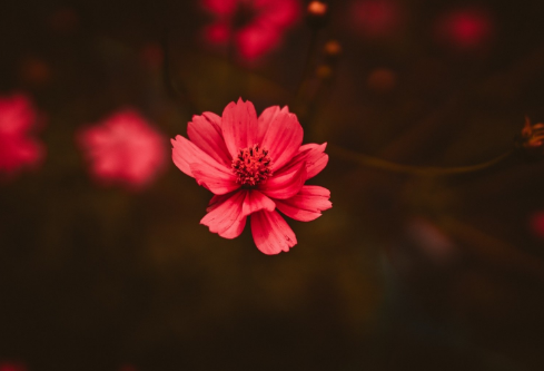 1686831247103611.png image.png