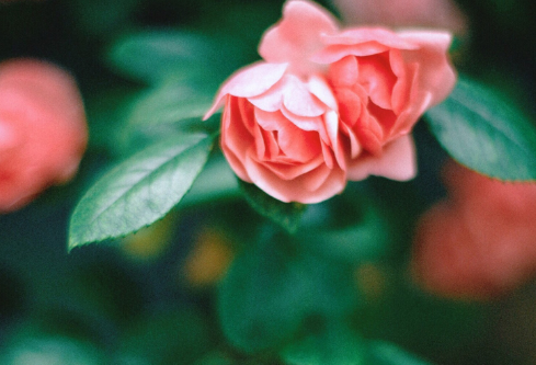 1688016224119284.png image.png