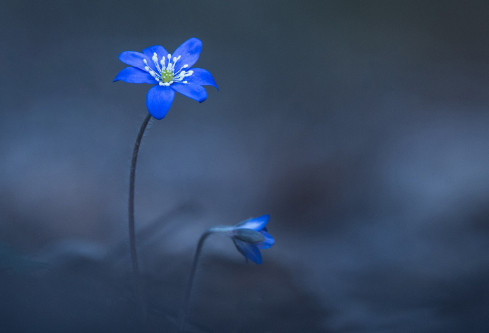 1688055017102450.png image.png