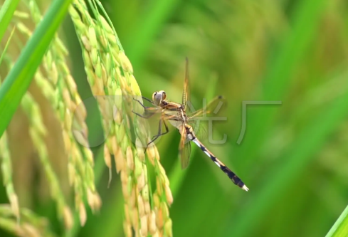 1692510108133536.png image.png