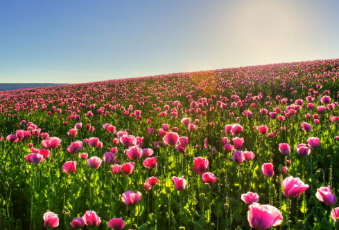 1692635800111392.png image.png